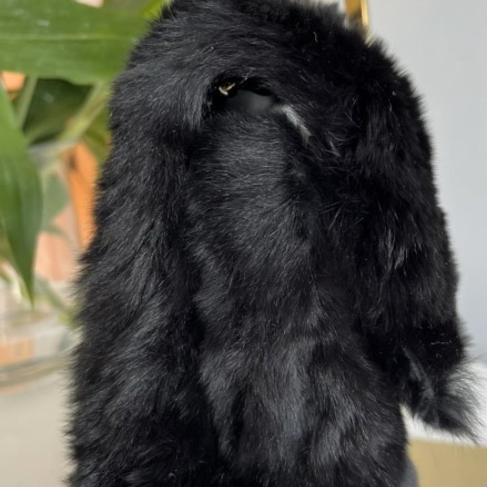 Chanel Black Orylag Rabbit Fur Flap Bag - Picture 8 of 8